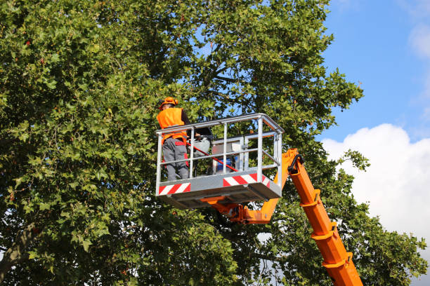 How Our Tree Care Process Works  in Lincoln, CA